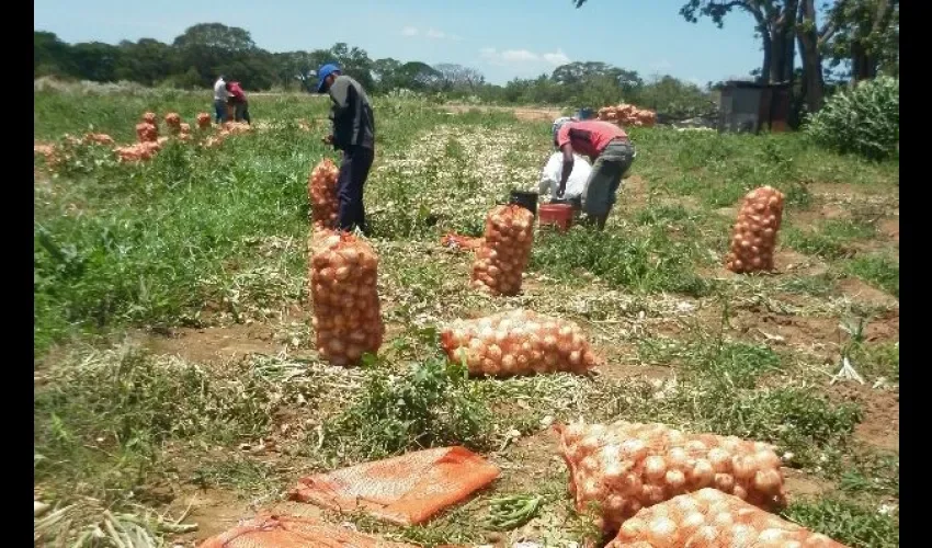Productores de cebolla 