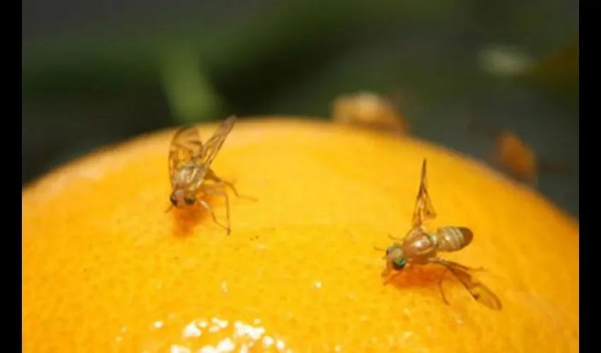 Mosca de la fruta