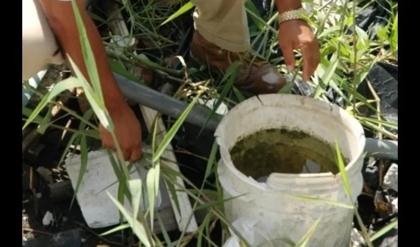 Busque criaderos en su casa. 