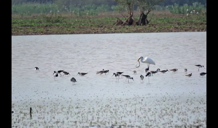 A los expertos les inquieta  la conservación de aves playeras en la ruta migratoria del Pacífico de América. Se han hecho reuniones en Utah, EE.UU. y Santa Marta, Colombia, en 2013. En Virginia, EE.UU., en 2015 y en California, EE.UU. en enero 2016.  