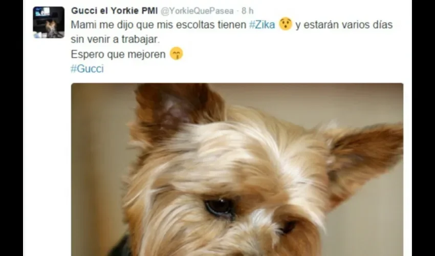 Memes y más memes, sobre todo unos dedicados a los perritos de la calle.