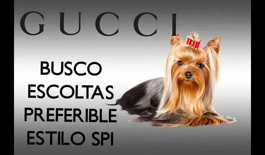 Gucci es por el momento la mascota más famosa de todo Panamá.