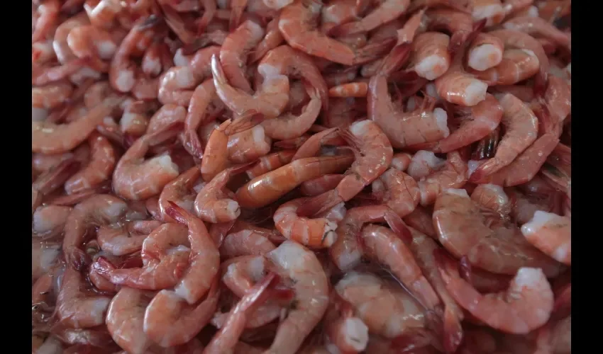 La primera época de veda del camarón este año se inició el 1 de febrero y será hasta el 11 de abril.