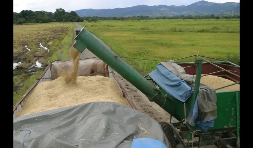Máquinas son necesarias para cosechar.