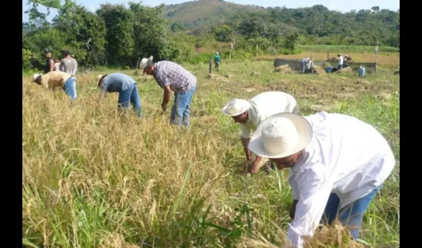 Arroceros aman el campo.