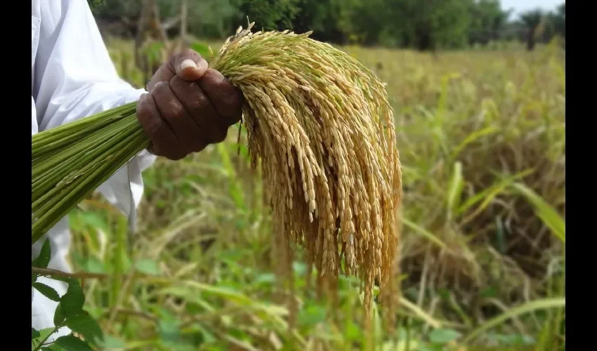 El grano  tiene mucha demanda.