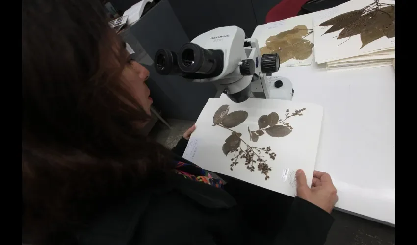 El Herbario de la UP fue fundado en 1968 por  el Dr. Octavio E. Sousa, director de la Escuela de Biología en esa época.