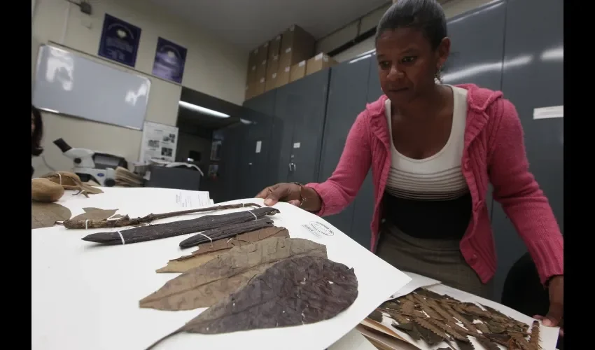 El espécimen más antiguo que se ha encontrado es la especie poa pratensis 1, colectada en Minnesota, EE.UU., en 1891.