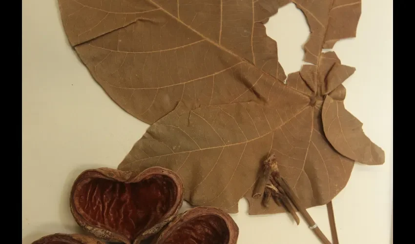 Este es el conocido árbol Panamá.  Foto: ROBERTO BARRIOS