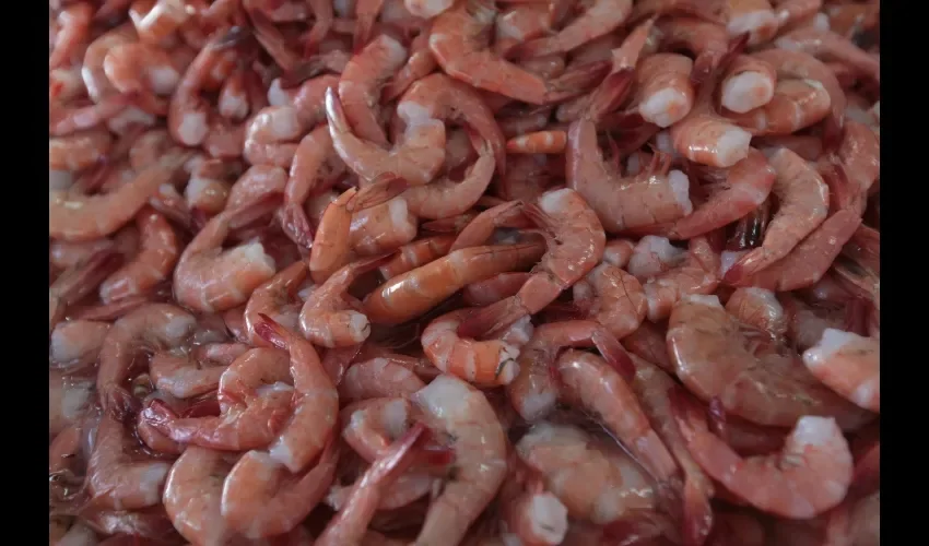 Consumir camarones ilegales le provoca un daño al ambiente. 