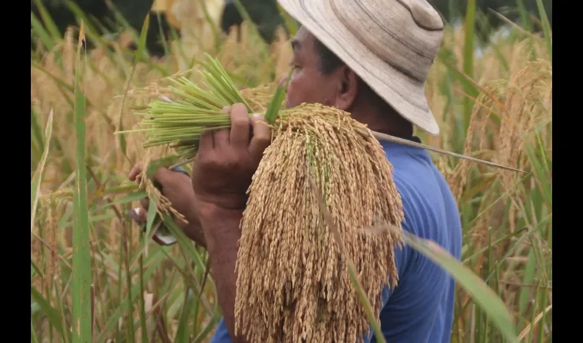 El productor de arroz quiere volver a confiar en el  IMA y el MIDA.