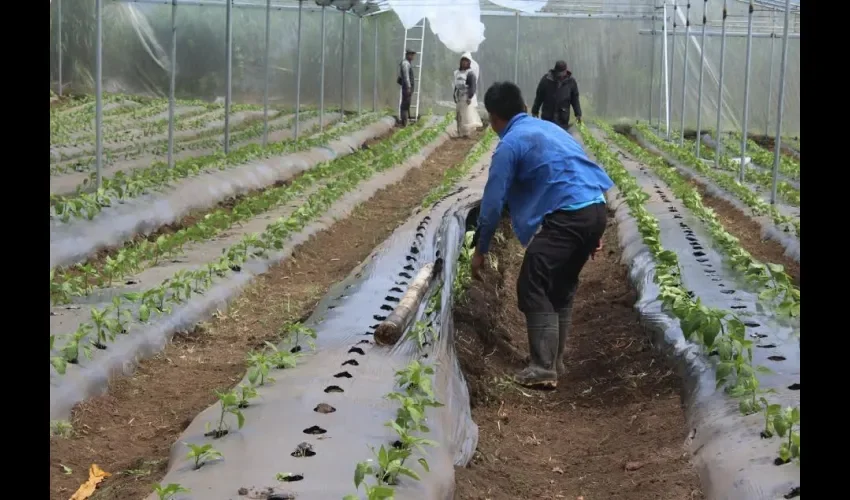 Viveros en Chiriquí afectados por los vientos. 