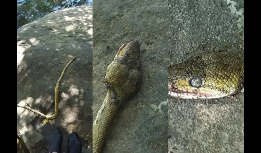 Serpientes procedentes de Nicaragua se escapan en Panamá