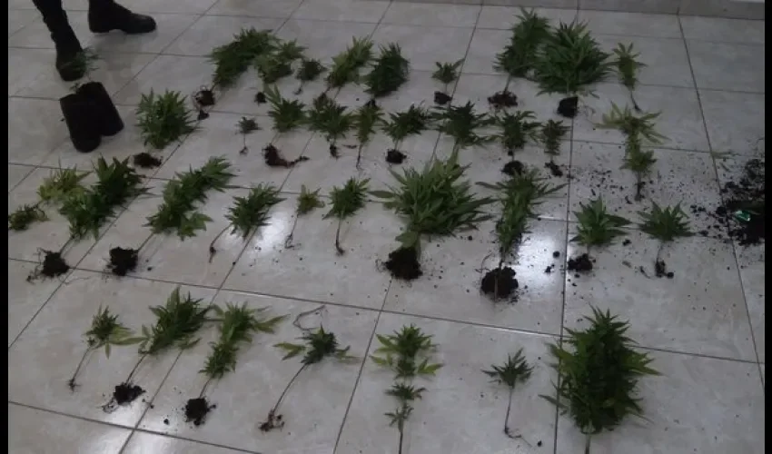 Plantones de droga en Arraiján 