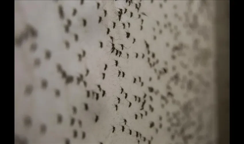 zika