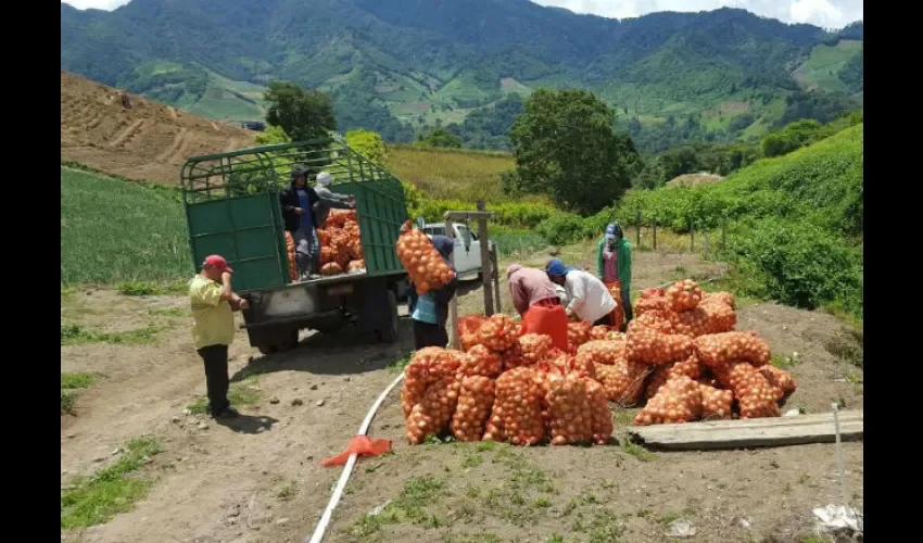 Productores de Cebolla