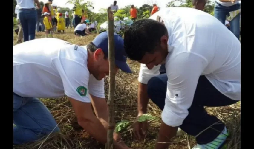  En el 2015 se reforestó en 45 puntos del país. ILUSTRATIVA