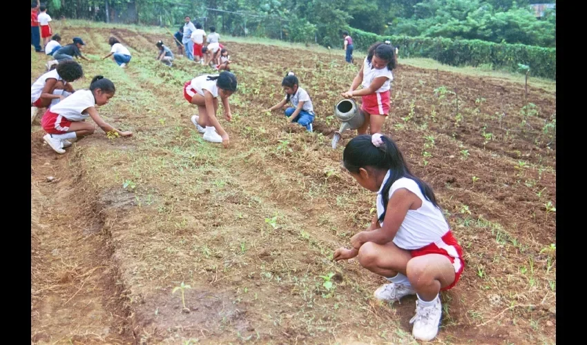 El anteproyecto insta a la creación de huertos escolares, cuya cosecha sea para el beneficio de la comunidad educativa. 