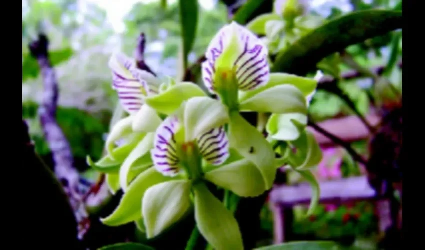 Normalmente, con trasplantar la orquídea cada dos años es suficiente.  No utilices demasiado abono.