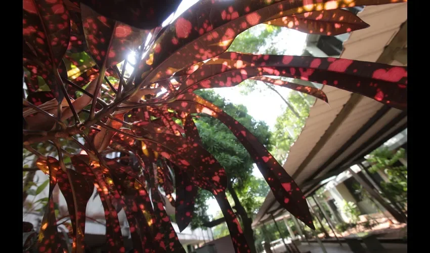  Esta planta es un  croton,   un arbusto que puede tenerse como planta de interior. Tiene  cantidad de colores.