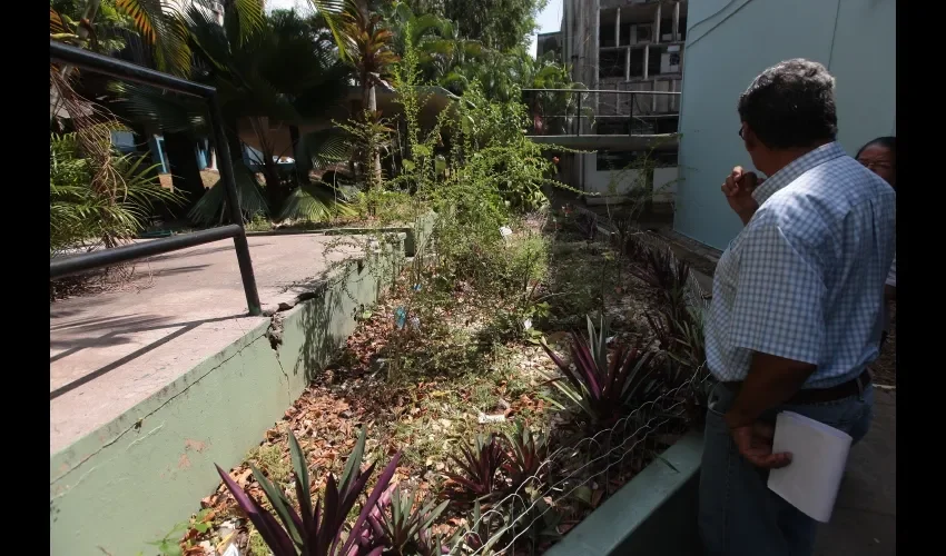 Siempre se está supervisando que las plantas estén bien y libre de plagas que puedan dañarlas.