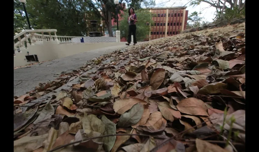 Las hojas secas sirven para abono.