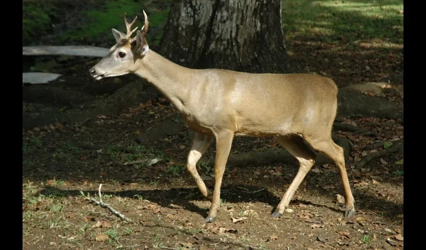 Puedes llegar en metrobús cerca del área y en auto propio. La ropa debe ser fresca y cómoda para todos. 