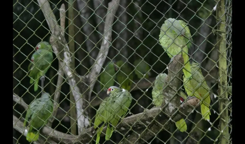 Tienen  quioscos para reuniones, senderos para excursiones, una sala de proyecciones y un museo con animales disecados.