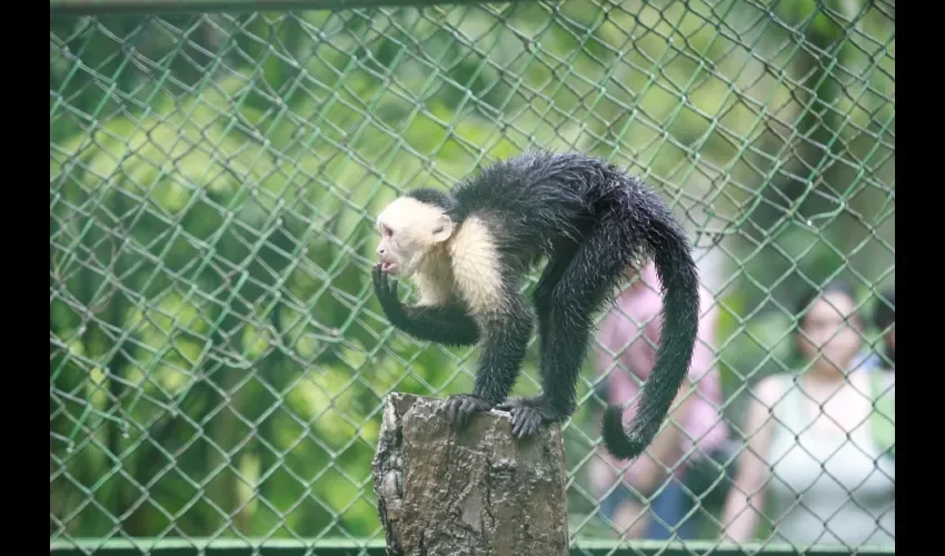 Es hogar del águila harpía, ave nacional de Panamá, donde se encuentra su centro interactivo.