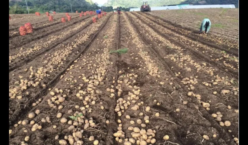  Congreso de la Asociación  Latinoamericana de la papa 