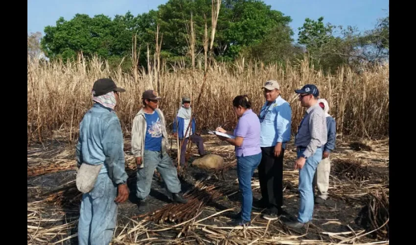 Cañaverales en Veraguas 