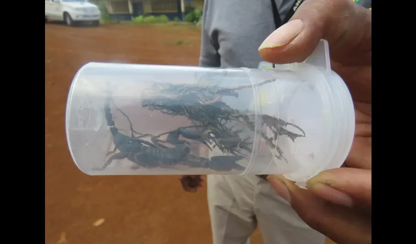  Tulú Centro de Penonomé , niño picado de alacrán 