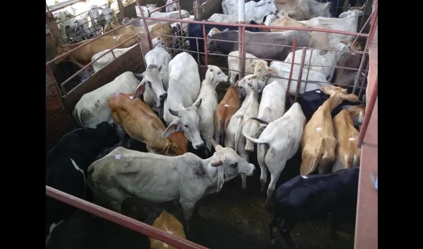 Producción de leche en Chiriquí 