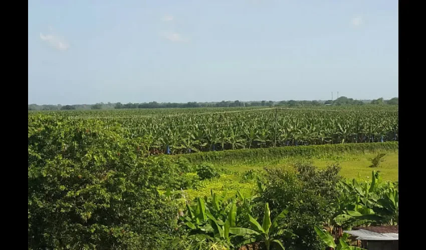 empresa bananera Bocas Fruit Company 