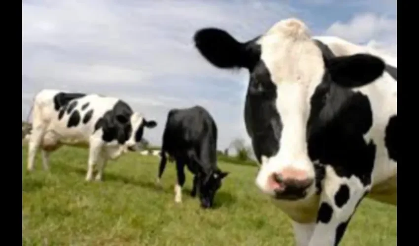 Revisaron  2,500 vacas. FOTO: ARCHIVO