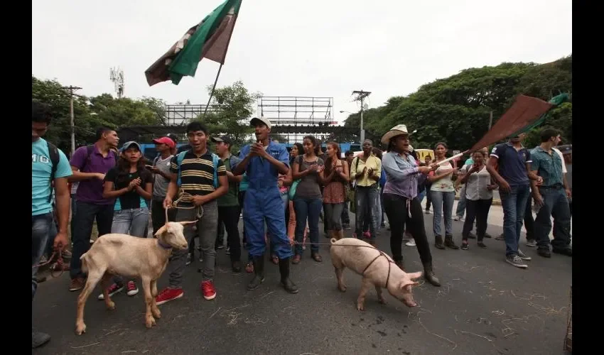 Estudiantes de Agronomía hacen sus pruebas experimentales en fincas prestadas.  FOTO: ARCHIVO