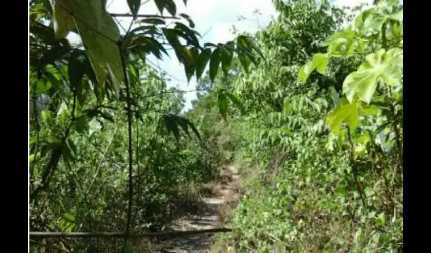 Fuerzas vivas del distrito de Barú, en Chiriquí