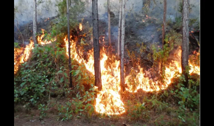 Bosques en Panamá