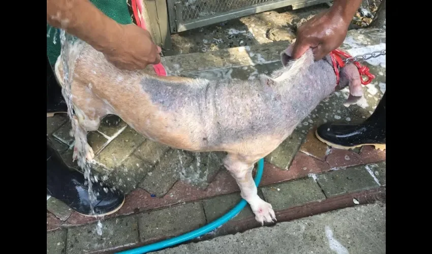 Animales rescatados por la alcaldía  