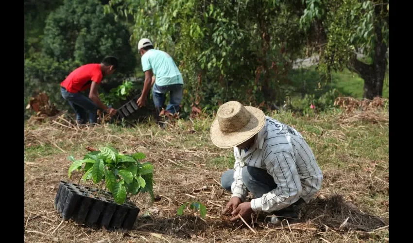 Reforestan en Colón