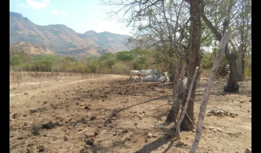 Pérdidas en el sector ganadero 