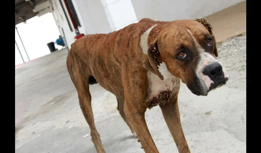 Perros en Panamá en Villa de las Acacias 