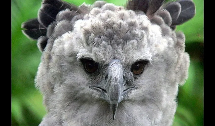 Este tipo de ave puede vivir hasta los 50 años y suele habitar los bosques lluviosos de Centroamérica y Sudamérica.