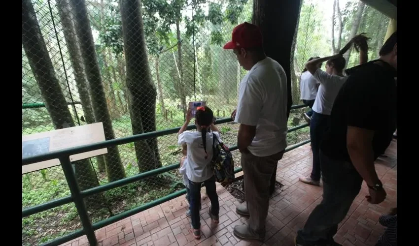 El águila harpía presenta tonos grisáceos en todo su plumaje, llega a pesar más de nueve kilos y a medir hasta un metro de largo y dos metros de envergadura.