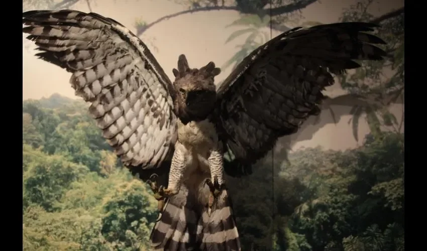 El costo de la entrada general será de dos dólares.