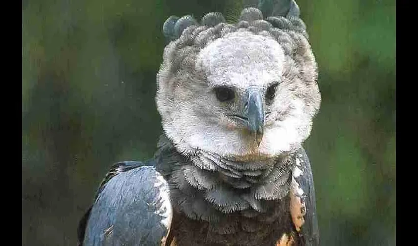 Las águilas son animales depredadores. Sus presas favoritas son los mamíferos trepadores como monos perezosos y coatis. 