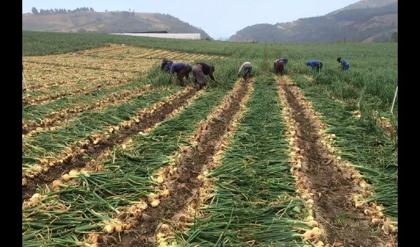 Producción de cebollas en una finca en Bambito, provincia de Chiriquí. FOTO: CORTESÍA