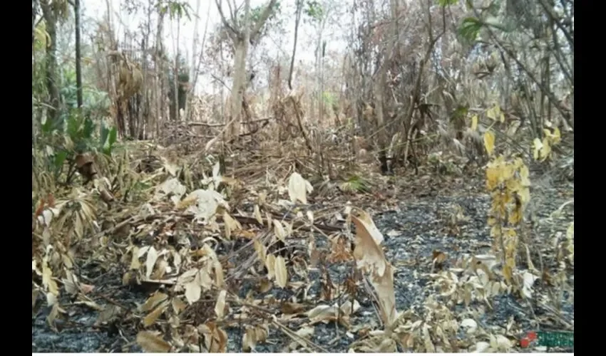 MiAmbiente coordina para combatirlo. Foto: Cortesía