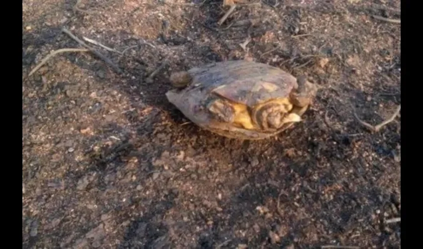 Cientos de especies muertas, entre esas, mamíferos pequeños y cría de aves.