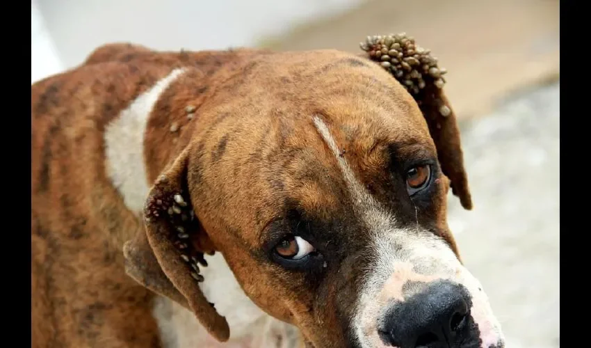 El can está en tratamiento FOTO: CORTESÍA